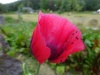 Matinées Présence au Jardin