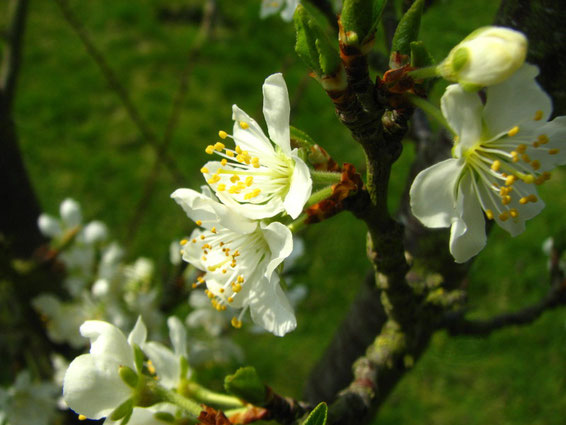 éclosion fleur fruitier