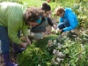 Formation au potager naturel, les vendredis