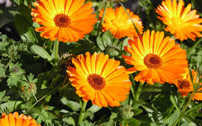 calendulas fleurs