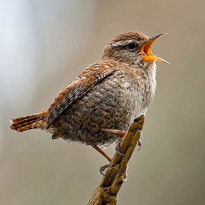 oiseau chanteur