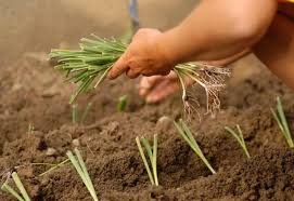 potager printemps