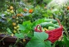 Formation: Un Jardin potager naturel