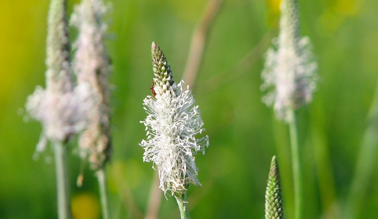 plantain fleurs
